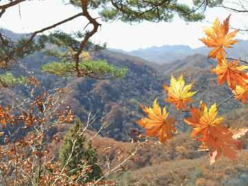 澳门一码一码100准确天天,详细解答、解释与落实